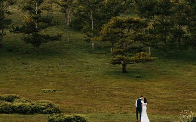 Bộ ảnh cưới Đà Lạt nhẹ nhàng trong rừng thông